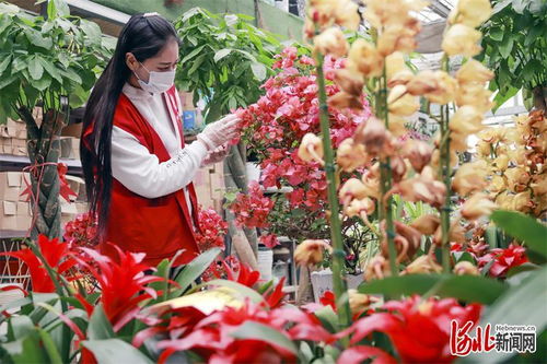 唐山開平 基地 市場發(fā)展花卉產業(yè)鳳凰網(wǎng)河北 鳳凰網(wǎng)