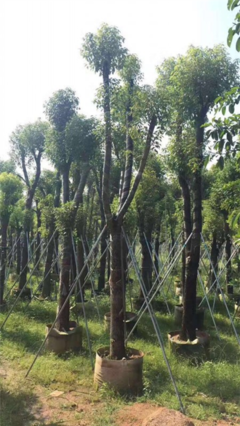香樟樹_貴州10公分香樟樹苗木種植基地