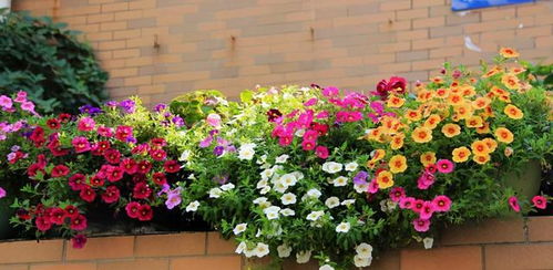 建議 三四月逛花市,遇到6種花,果斷入手吧,雖便宜但愛(ài)開花