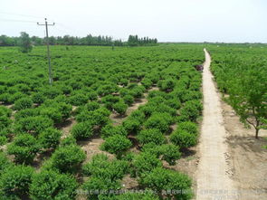 河北綠化苗木金銀花樹價(jià)格綠化樹苗金銀花樹批發(fā)圖片 高清圖 細(xì)節(jié)圖 河北省巨鹿縣巨翔金銀花苗木推廣中心,金銀花樹苗價(jià)格,金銀花盆景樹,四季樹形金銀花 Hc360慧聰網(wǎng)