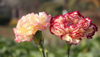 室內花卉種植,盆栽康乃馨怎么養(yǎng)