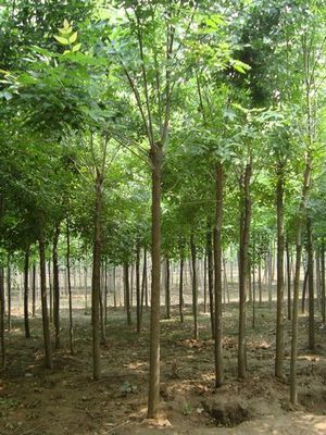 國(guó)槐小苗,1-3公分國(guó)槐小苗數(shù)十萬株直銷中_山東祥宸苗木種植基地_95供求網(wǎng)
