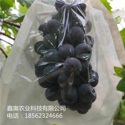 公司報價 黑芭拉蒂葡萄樹苗品種豐富 鑫奧農業 歡迎你