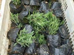 專(zhuān)業(yè)種植熏衣草--濰坊品質(zhì)好的熏衣草&middot;廠家直銷(xiāo)圖片|專(zhuān)業(yè)種植熏衣草--濰坊品質(zhì)好的熏衣草&middot;廠家直銷(xiāo)產(chǎn)品圖片由青州市洺瑜花卉苗木家庭農(nóng)場(chǎng)公司生產(chǎn)提供-