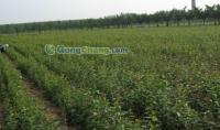 供應(yīng)小草優(yōu)質(zhì)蘋果苗,無病蘋果苗管理,短枝富士蘋果,蘋果苗木,嘎啦蘋果苗,優(yōu)質(zhì)蘋果苗木,首富一號(hào)蘋果苗,萊州小草溝園藝場供30多種優(yōu)質(zhì)蘋果苗_紡織、皮革_世界工廠網(wǎng)中國產(chǎn)品信息庫