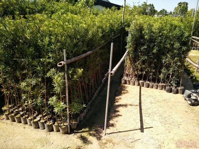 【羅漢松培養基地、羅漢松小苗直銷、質優價廉】綠化苗木,價格,廠家,供應商,花木,龍海市東泗興輝園藝場 - 產品庫