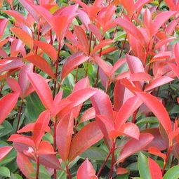 江西優質苗木基地 江西紅葉石楠苗價格