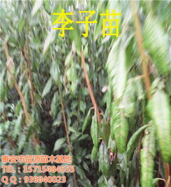 四川留源苗木基地 優(yōu)質李子苗新品種與高清圖片鑒賞