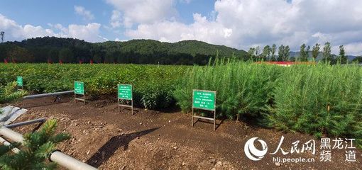 黑龍江省林草局召開現(xiàn)場推進(jìn)會(huì) 以花卉種植為支點(diǎn)，撬動(dòng)產(chǎn)業(yè)興、職工富、生態(tài)美的新型林場建設(shè)
